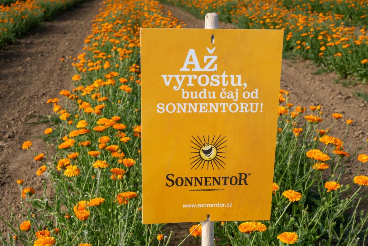 sléz, chrpa, šalvěj či růže. Foto: poskytnuto společností Sonnentor