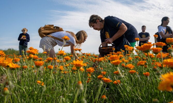 Česká rodinná firma Sonnentor v tuzemsku spolupracuje s 26 pěstiteli, kteří jí dodali za finanční rok 2023 až 2024 asi 28 tun bylin. Foto: poskytnuto společností Sonnentor