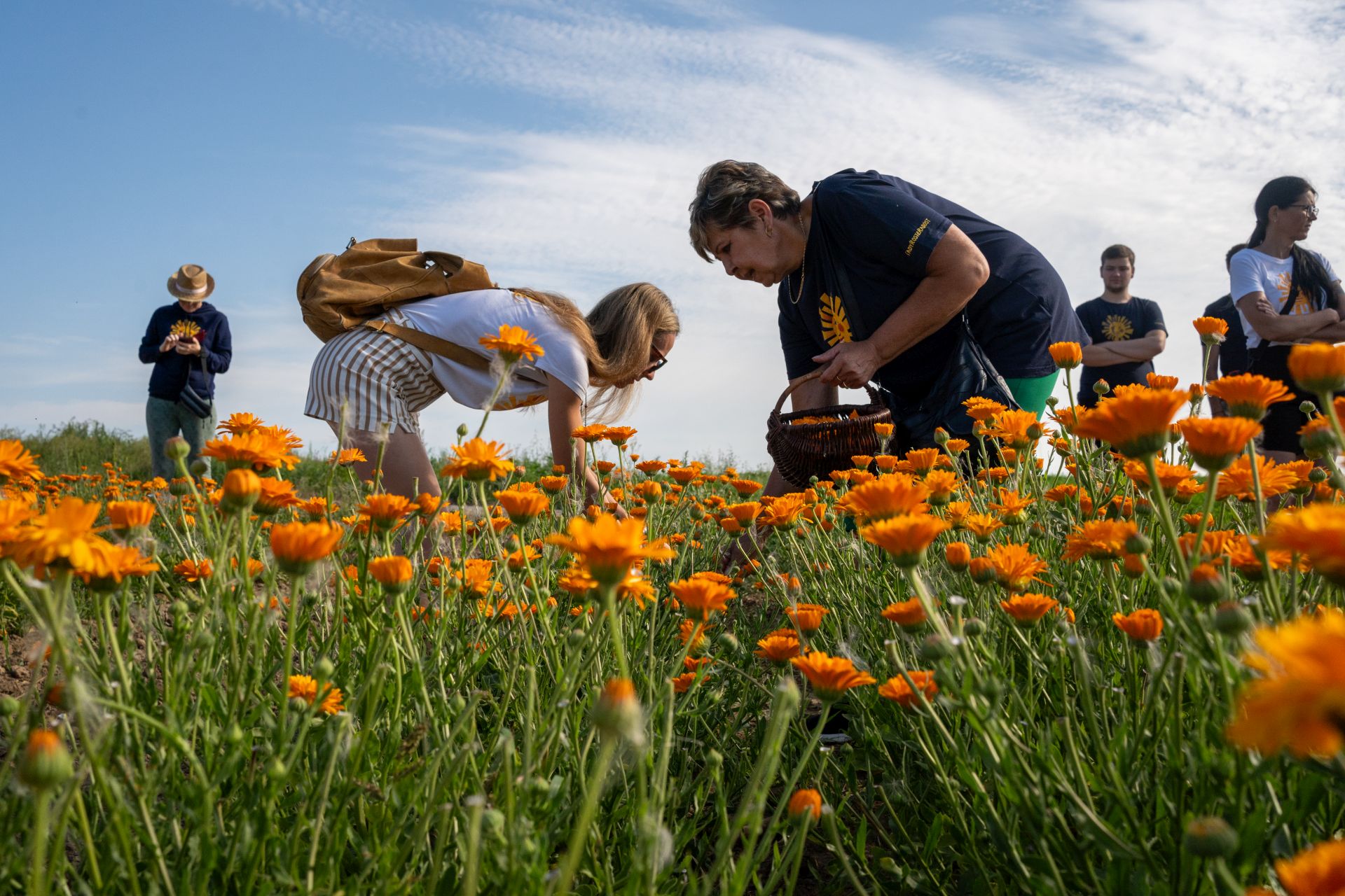 Česká rodinná firma Sonnentor v tuzemsku spolupracuje s 26 pěstiteli, kteří jí dodali za finanční rok 2023 až 2024 asi 28 tun bylin. Foto: poskytnuto společností Sonnentor