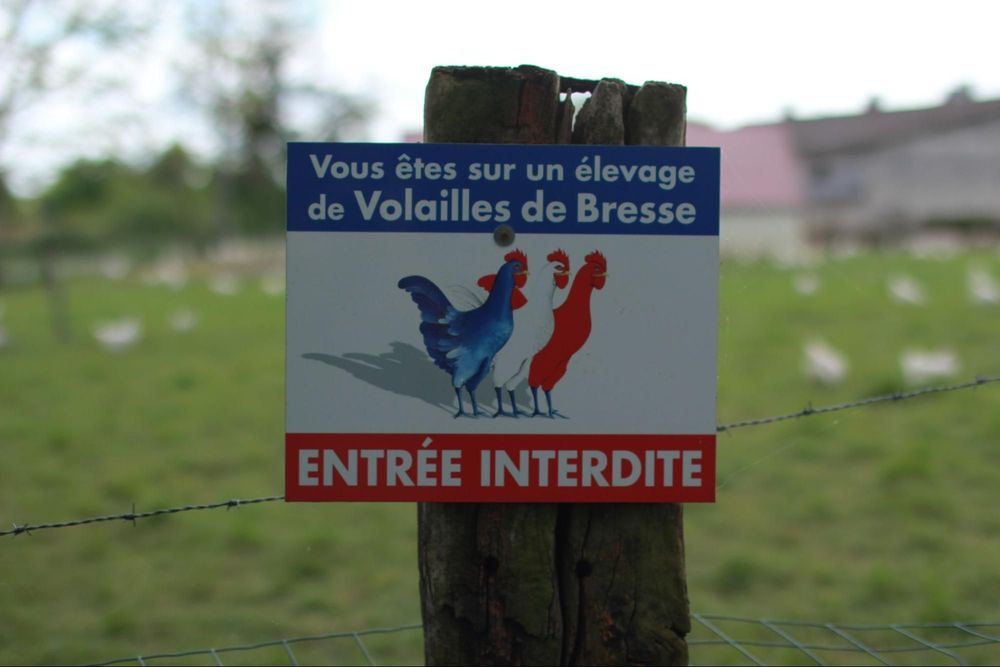 Kuřata tráví většinu života na pastvinách, kde se živí hmyzem, kořínky rostlin a speciální směsí krmiva obsahující pšenici, bílou kukuřici a mléko. Foto: Daniel Lunter