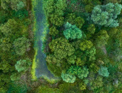 Podnikání versus příroda. K čemu je firmám dobré, aby se staraly o biodiverzitu?