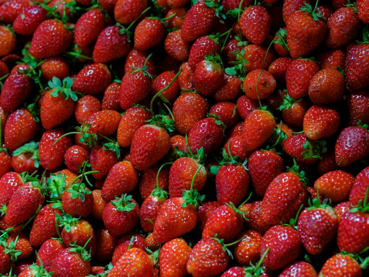 Pěstováním jahod se v tuzemsku zabývá podle odhadů Ovocnářské unie ČR asi stovka farem, zejména malých rodinných podniků. Ilustrační foto: Engin Akyurt, Unsplash