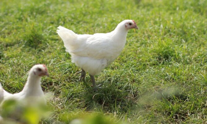 Kuřata z oblasti Bresse žijí mezi 120 a 140 dny, což je výrazně déle než v případě běžně chované drůbeže. Foto: Daniel Lunter