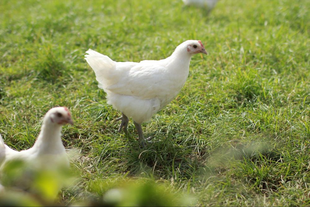 Kuřata z oblasti Bresse žijí mezi 120 a 140 dny, což je výrazně déle než v případě běžně chované drůbeže. Foto: Daniel Lunter
