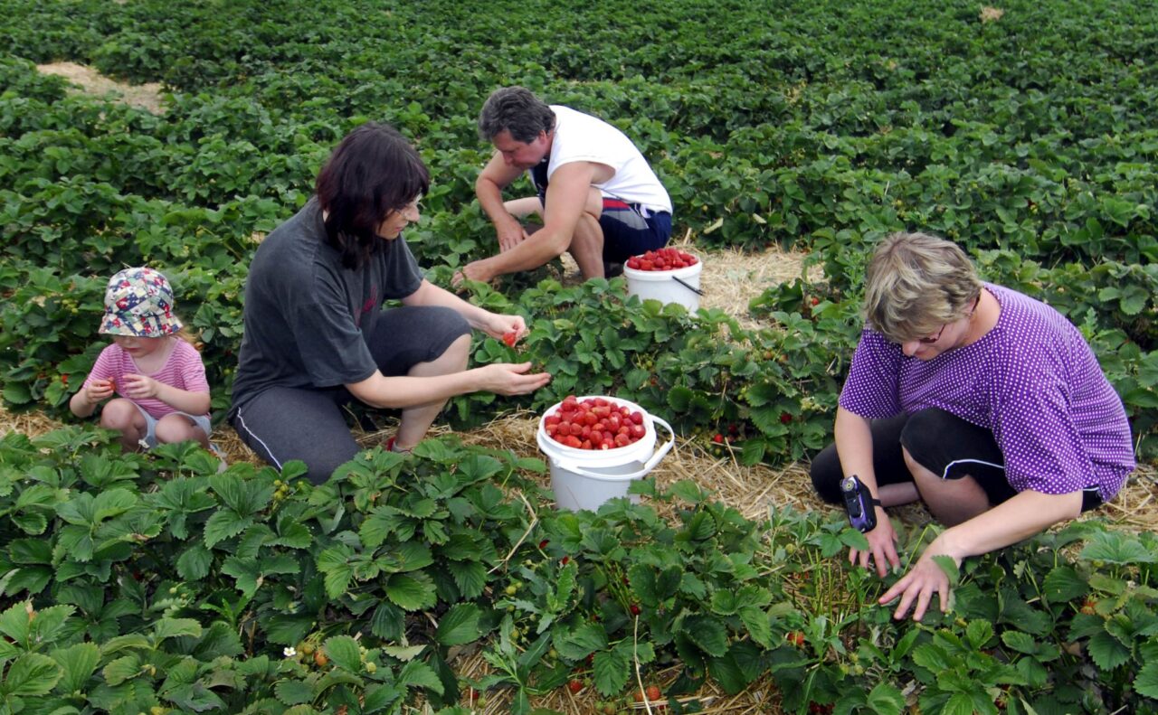 Zájemci o jahody při samosběru na farmě ve Skrbeni na Olomoucku. Foto: ČTK / Galgonek Vladislav