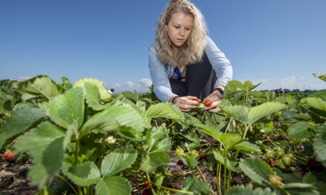 Až devadesát procent jaho pěstovaných ve velkém na polích se sklízí samosběrem. Jiné způsoby se farmářům obvykle nevyplatí. Foto: ČTK / Taneček David