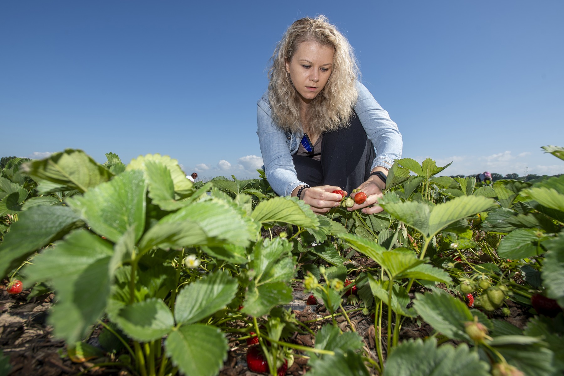 Až devadesát procent jaho pěstovaných ve velkém na polích se sklízí samosběrem. Jiné způsoby se farmářům obvykle nevyplatí. Foto: ČTK / Taneček David