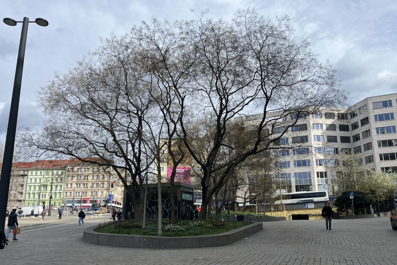 Výsadba nových stromů je jedním z hlavních opatření, jimiž se města snaží zlepšit prostředí pro své obyvatele trpící čím dál tím častějšími vedry. Foto: Valentina Podlesná, Ekonews